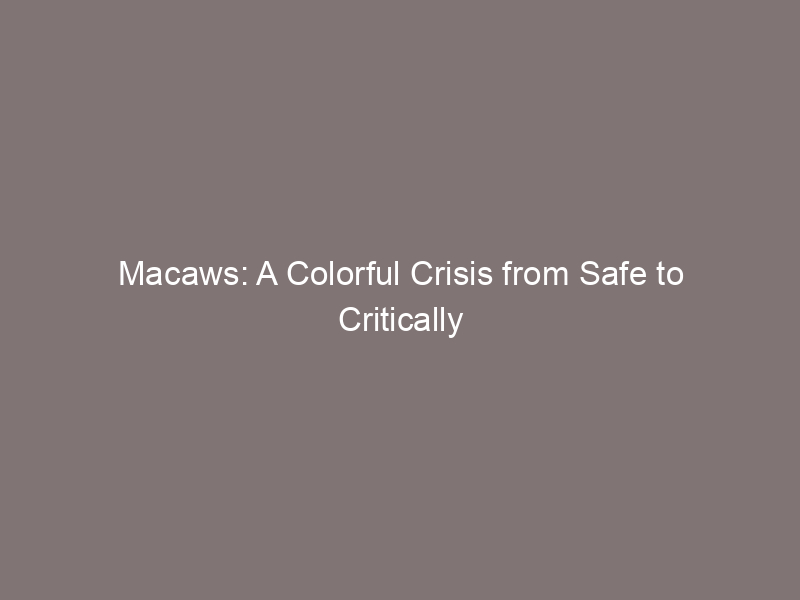 Macaws: A Colorful Crisis from Safe to Critically Endangered