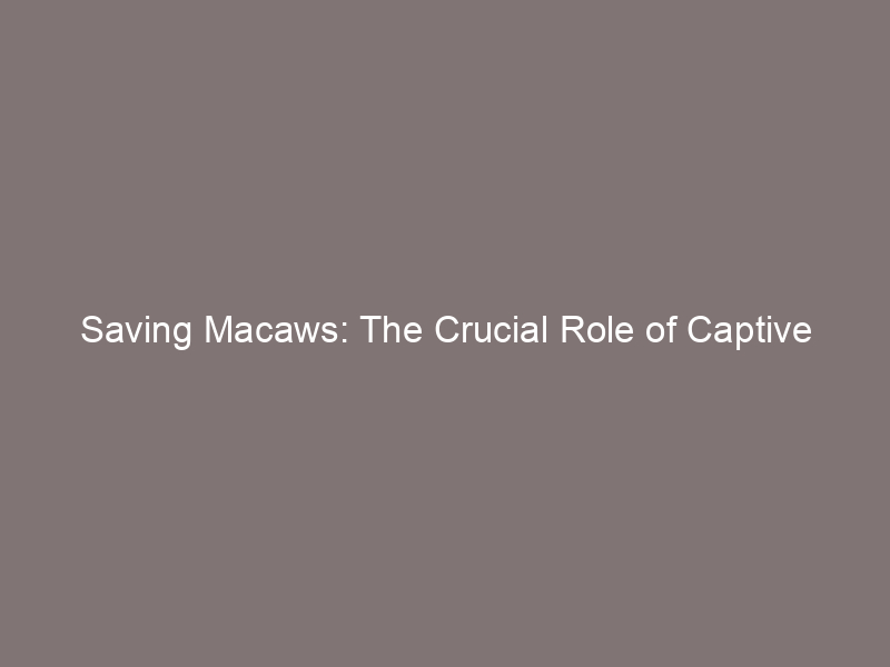 Saving Macaws: The Crucial Role of Captive Breeding